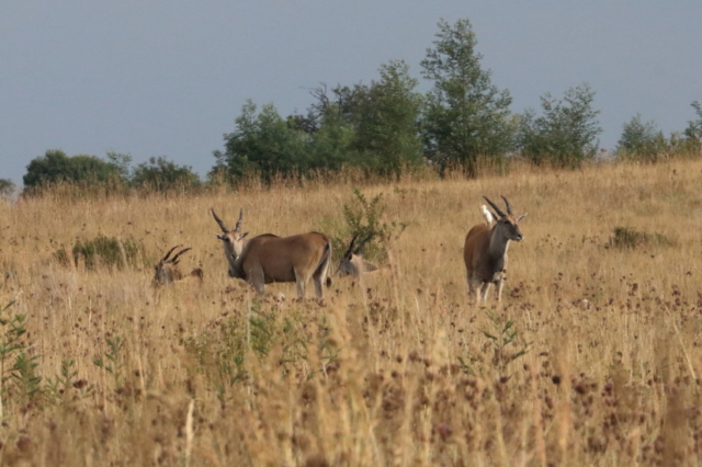 Elands, für einmal nicht scheu