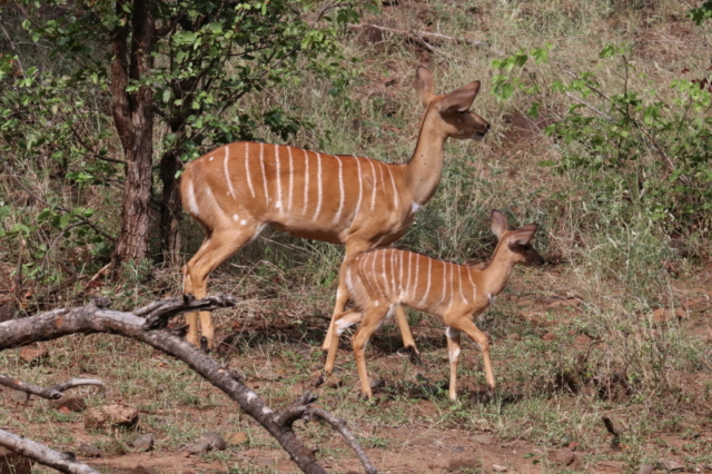 Nyala Mutter mit Kitz