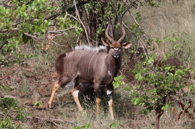 Nyala Bock ...
