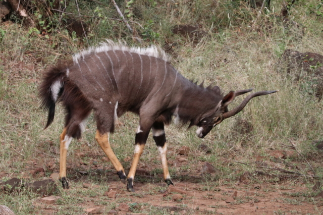 .. in Torrero-Kampfstellung als ein Nebenbuhler sich um seine Damen bemüht