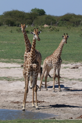 und wie immer, Giraffen