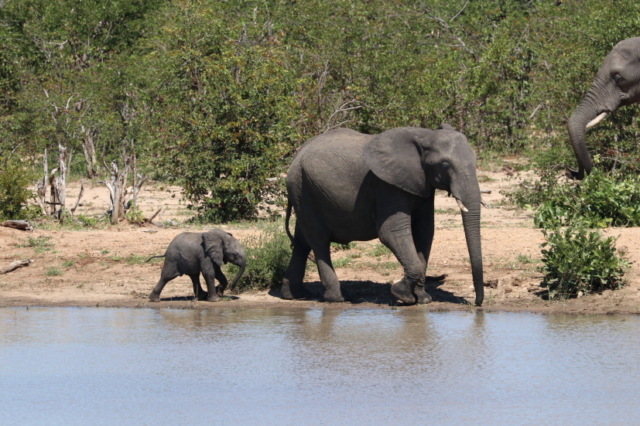 die üblichen Besucher