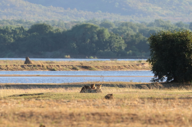 ... auf drei Löwinnen ...