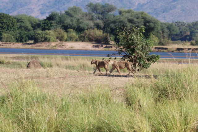 Zogen sich zuerst etwas zurück ...
