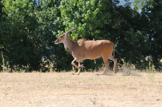 Eland ...