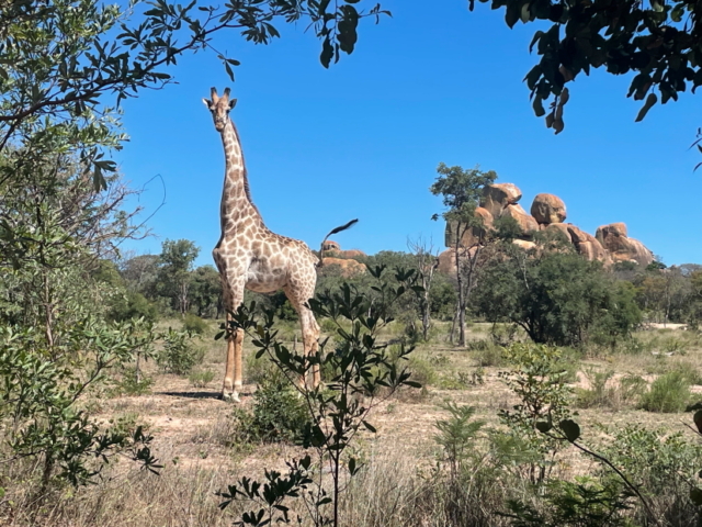 zu Fuss scheinen sie noch grösser