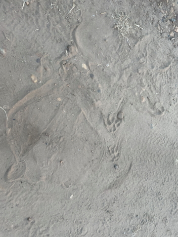 20m von uns, Fuss- und Liegespuren eines Löwen