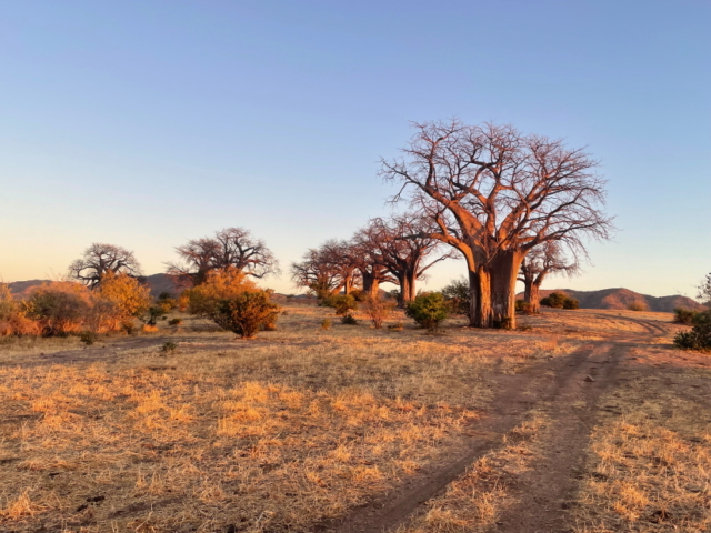 Chitake Baobab Forest
