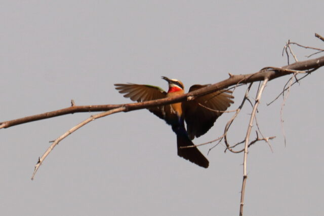 ... Bee-eater ...