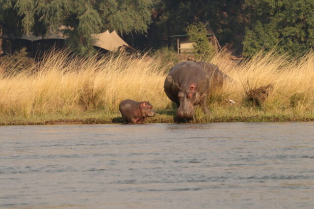 Und natürlich Hippos ...