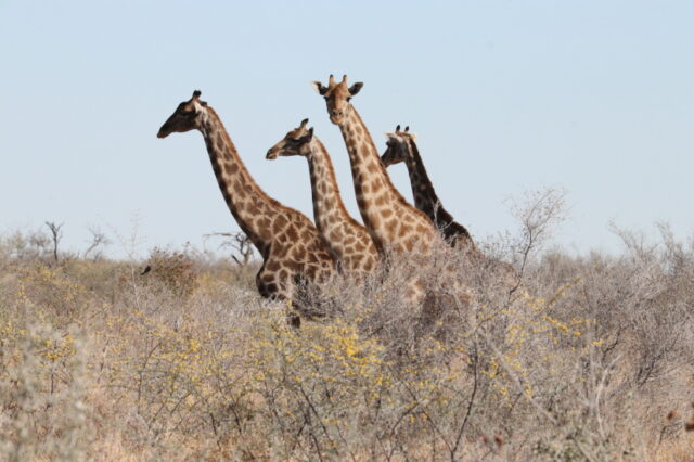 ... Giraffen zeigen sich immer