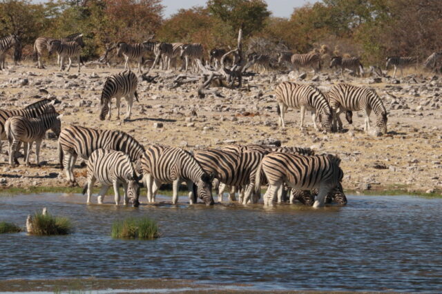 Und natürlich Zebras