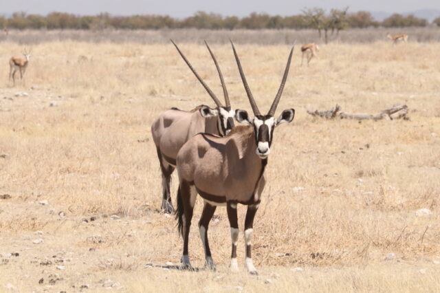 Oryx ...