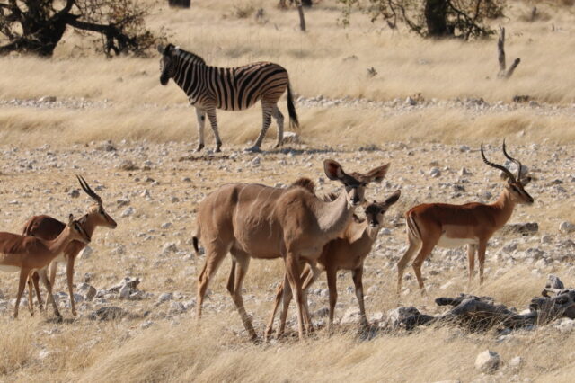 ... Kudu mit Impalas