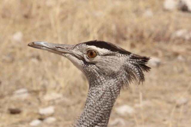 Kori Bustard