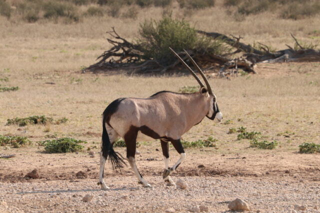 ... Gemsbok hiess der Park früher