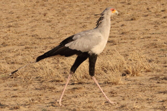 Secretary Bird ...