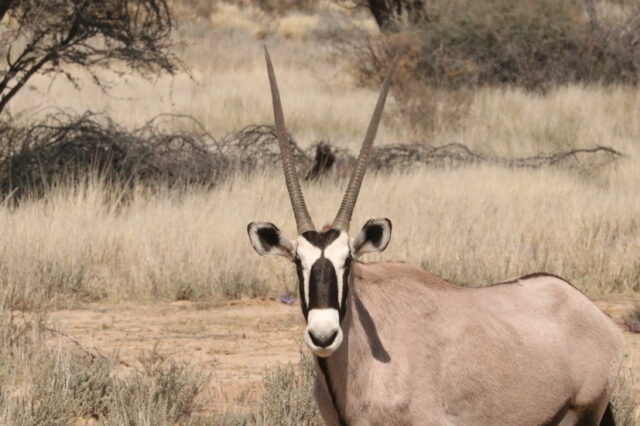 Oryx ...